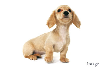 Pet Wash